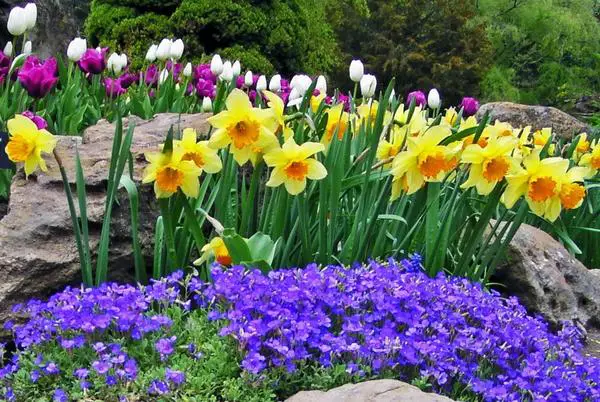 beautiful pictures of flower gardens