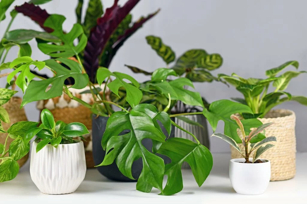 How To Propagate Mini Monstera Flower Garden Pictures