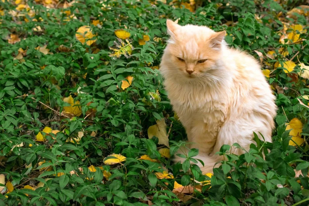 Is Witch Hazel Safe For Cats Flower Garden Pictures