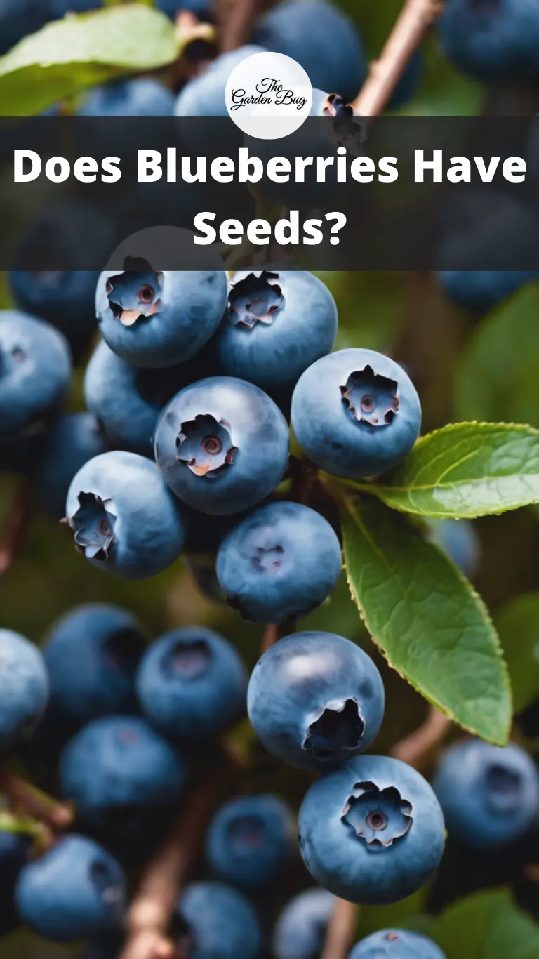 Does Blueberries Have Seeds?