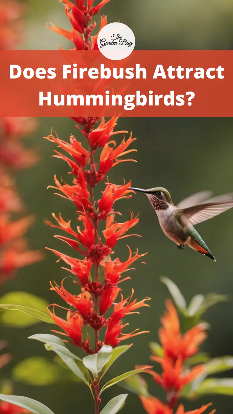 Does Firebush Attract Hummingbirds?