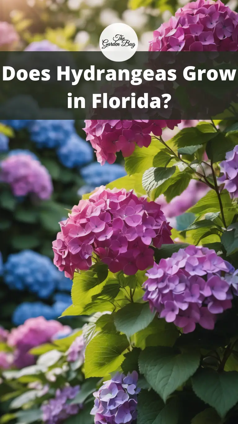Does Hydrangeas Grow in Florida?
