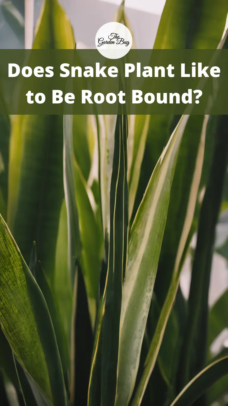 Does Snake Plant Like to Be Root Bound?