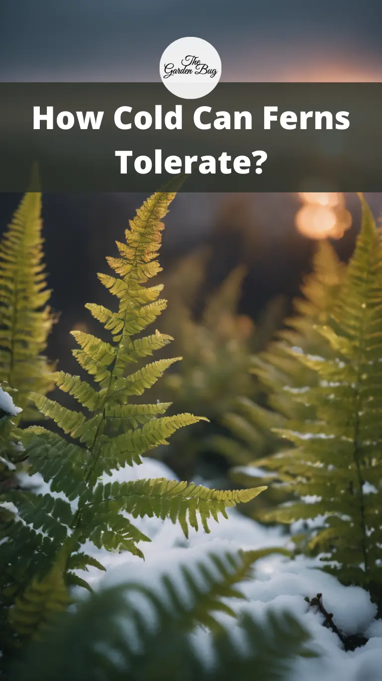 How Cold Can Ferns Tolerate?