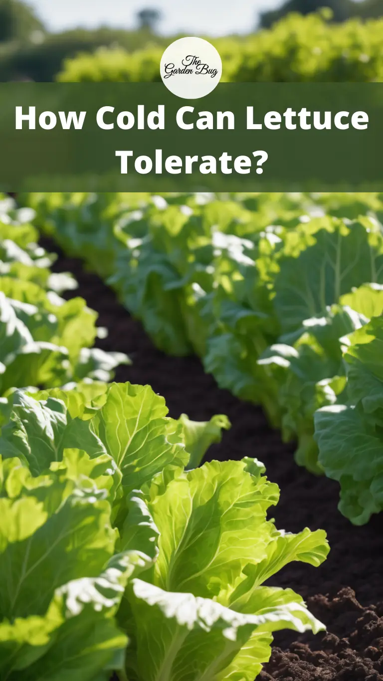 How Cold Can Lettuce Tolerate?