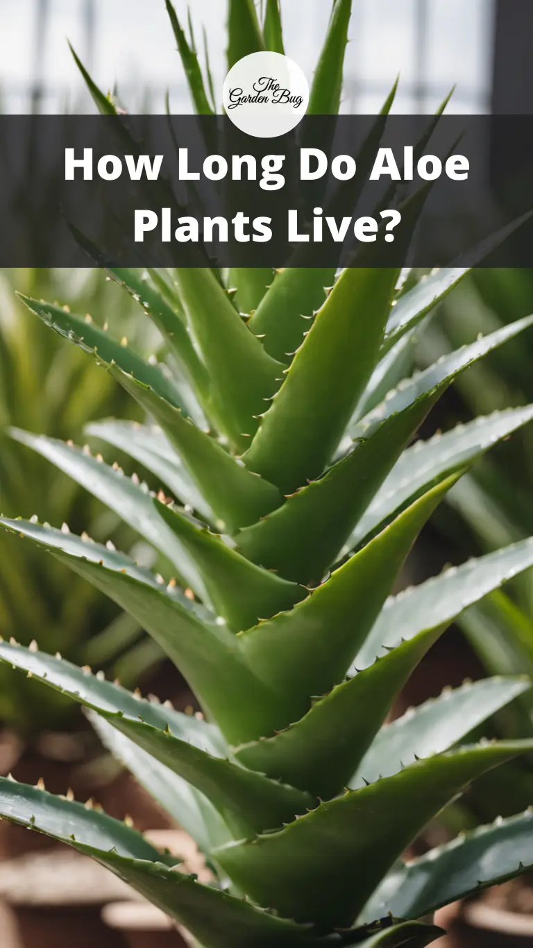 How Long Do Aloe Plants Live?
