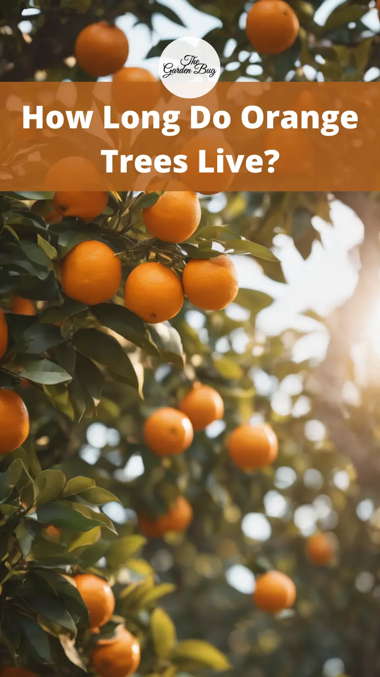 How Long Do Orange Trees Live?