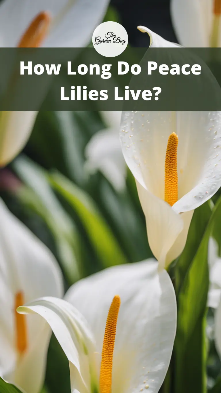 How Long Do Peace Lilies Live?