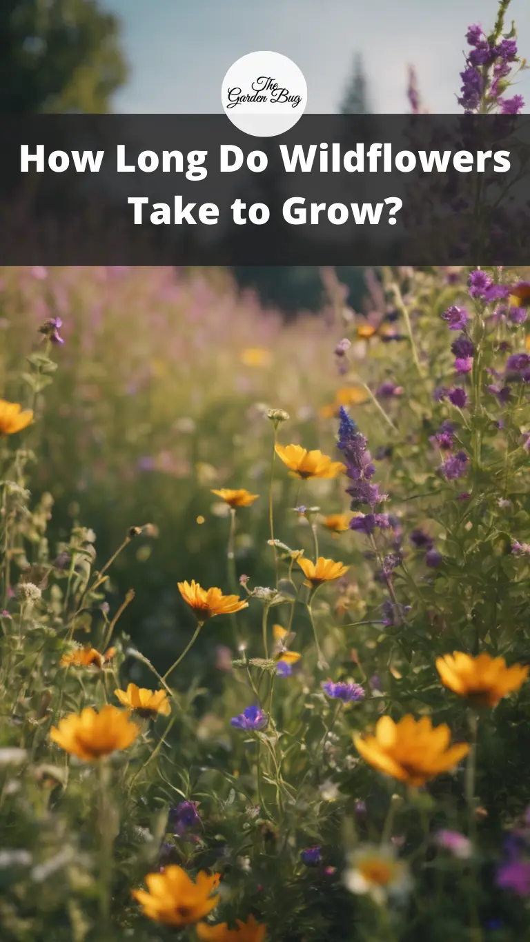 How Long Do Wildflowers Take to Grow?