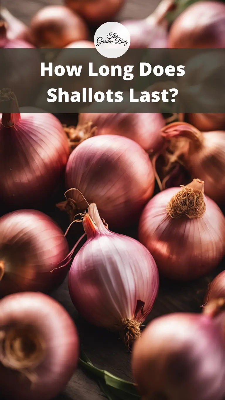 How Long Does Shallots Last?