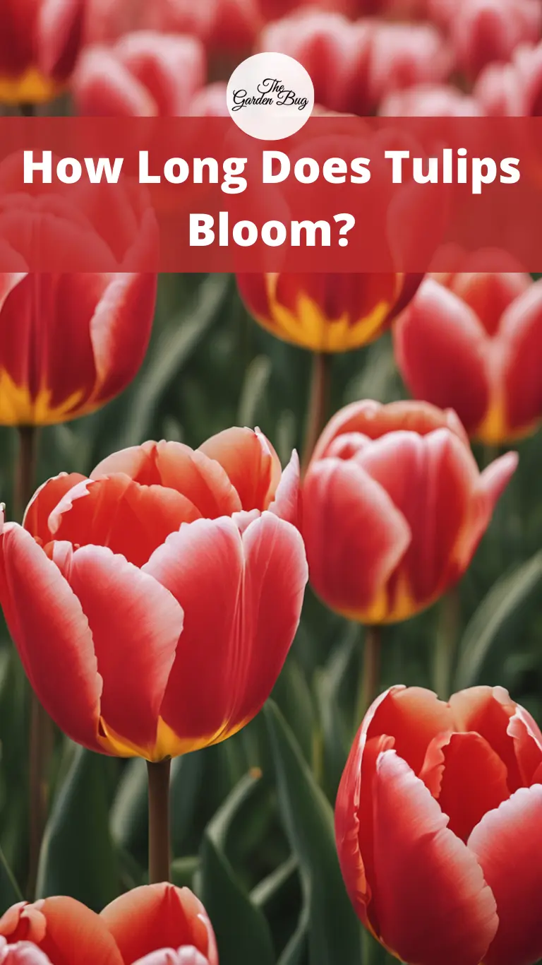 How Long Does Tulips Bloom?