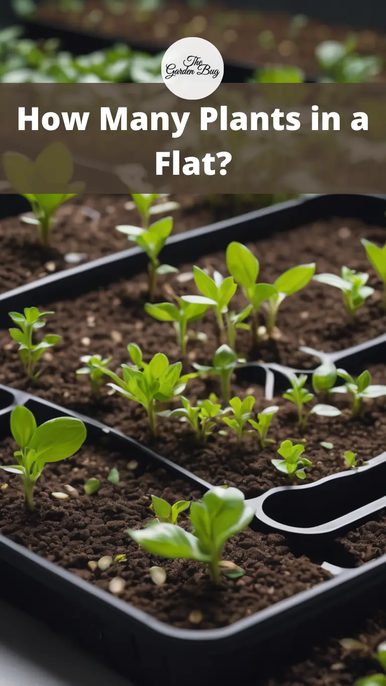 How Many Plants in a Flat?