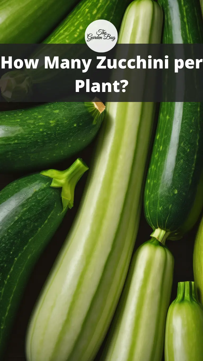 How Many Zucchini per Plant?