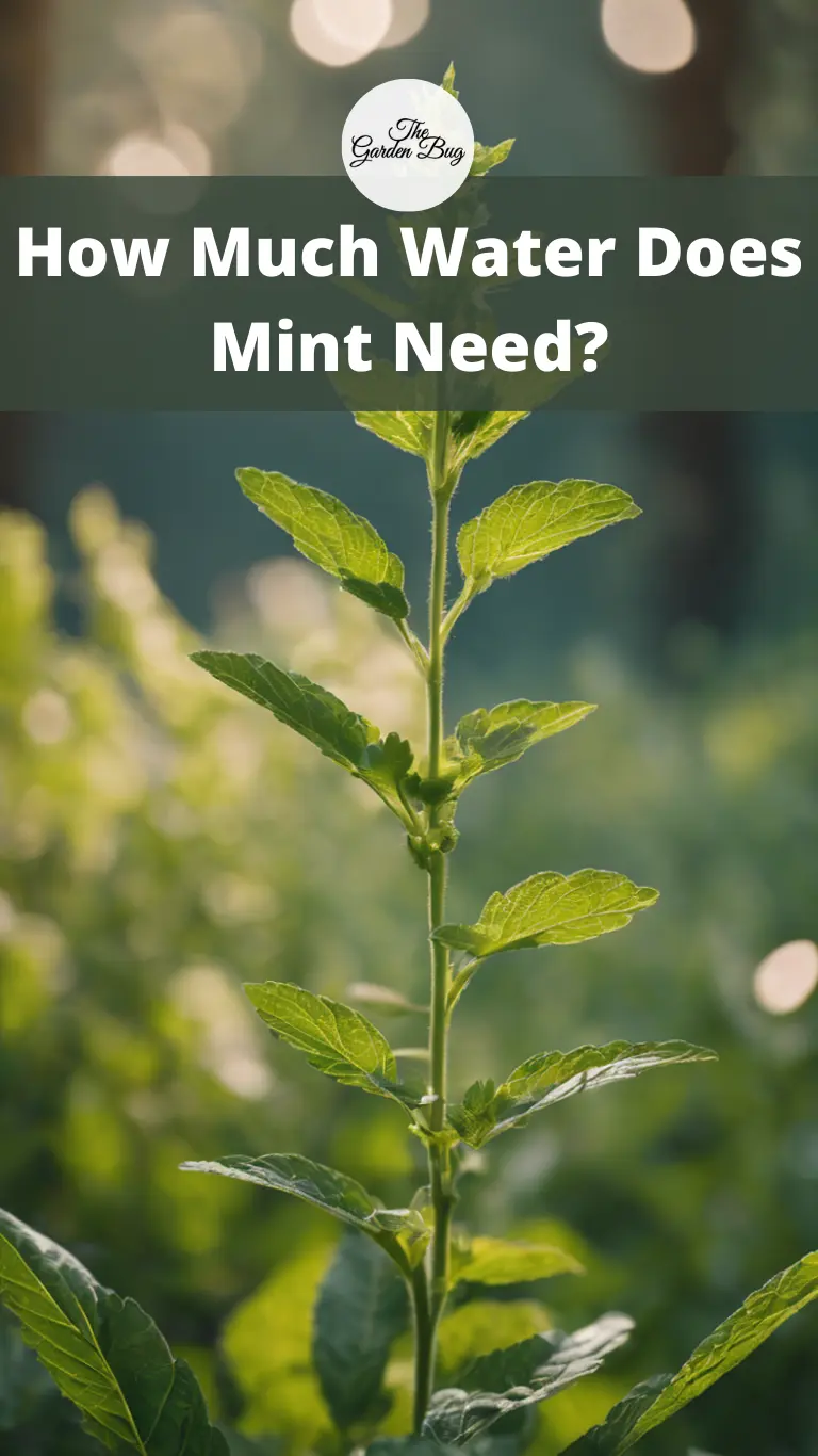 How Much Water Does Mint Need?