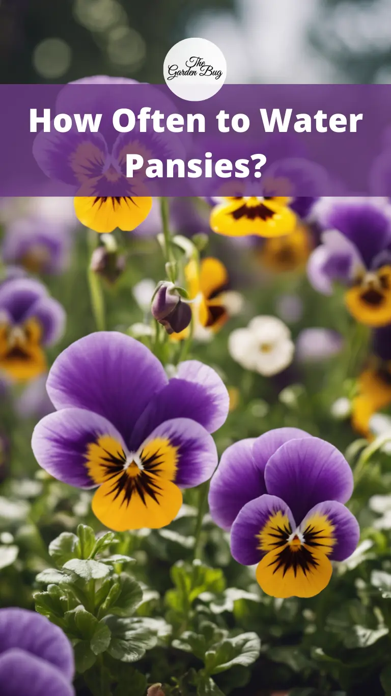 How Often to Water Pansies?