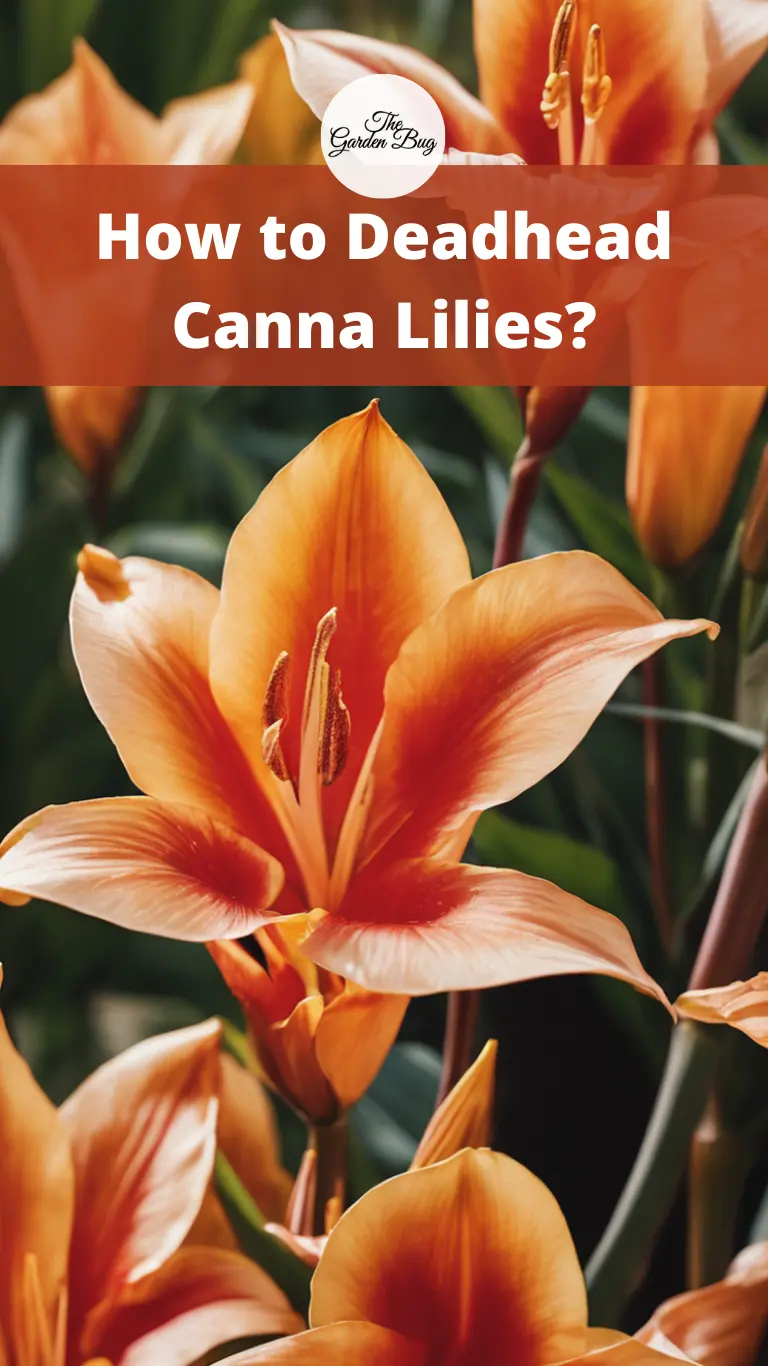 How to Deadhead Canna Lilies?