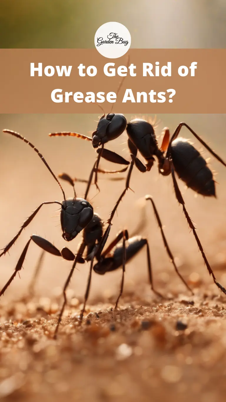 How to Get Rid of Grease Ants?