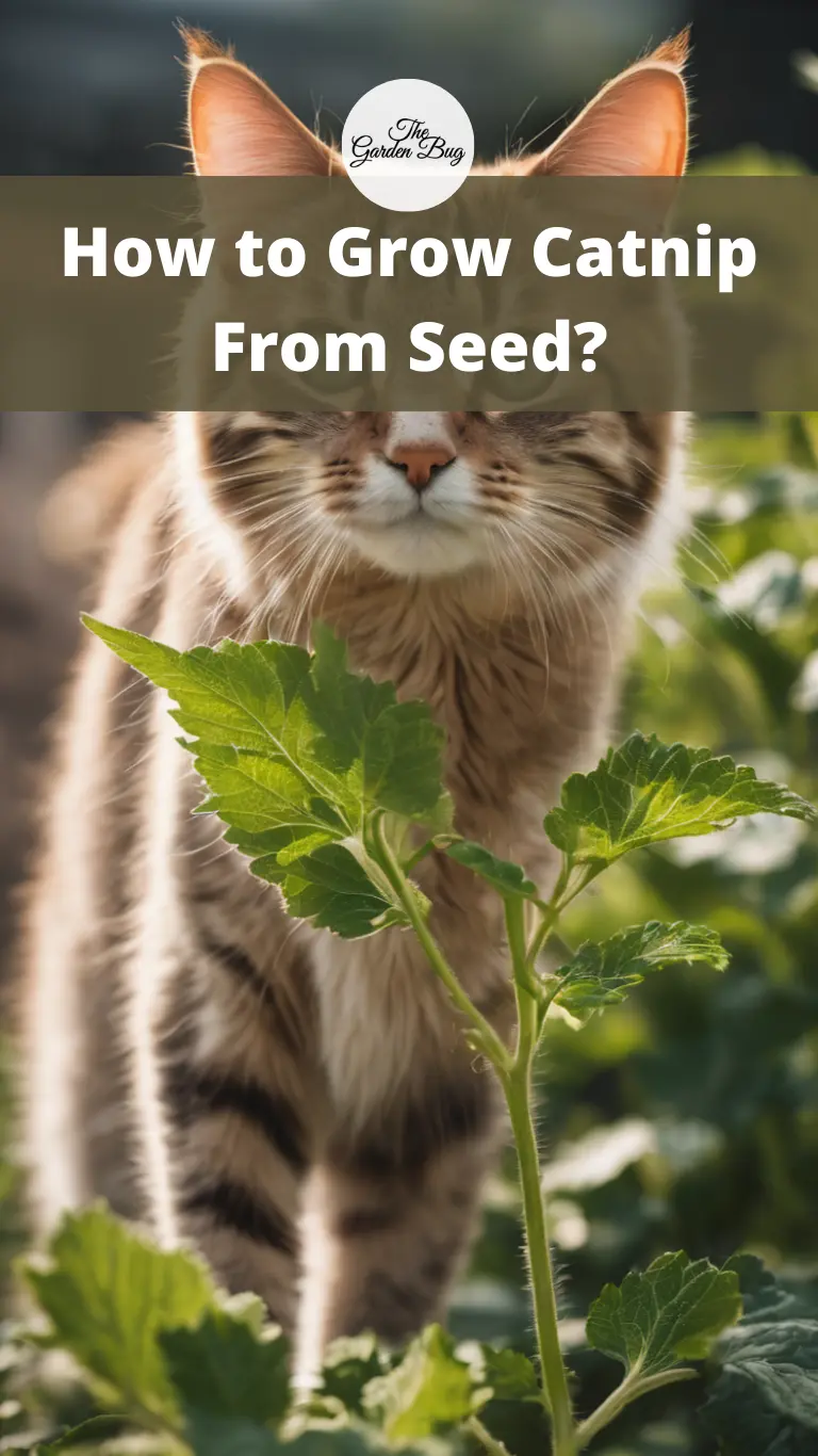 How to Grow Catnip From Seed?