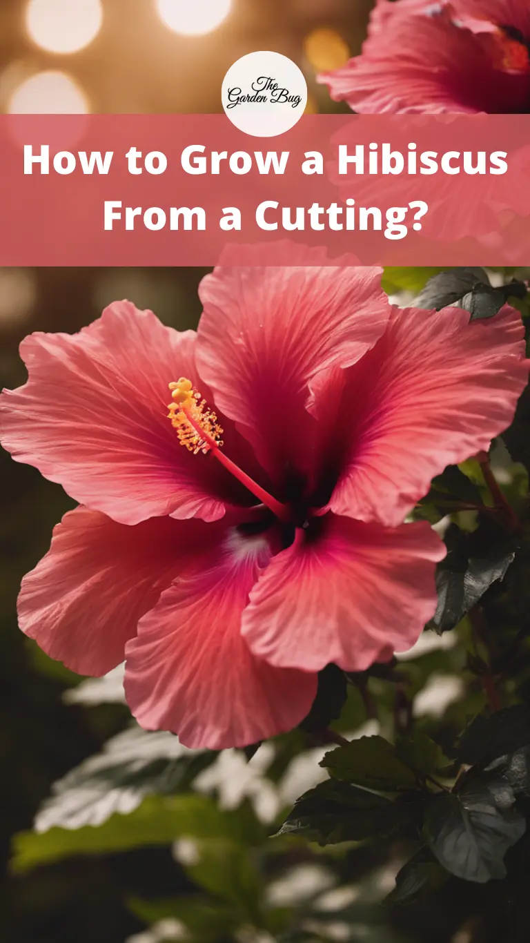 How to Grow a Hibiscus From a Cutting?