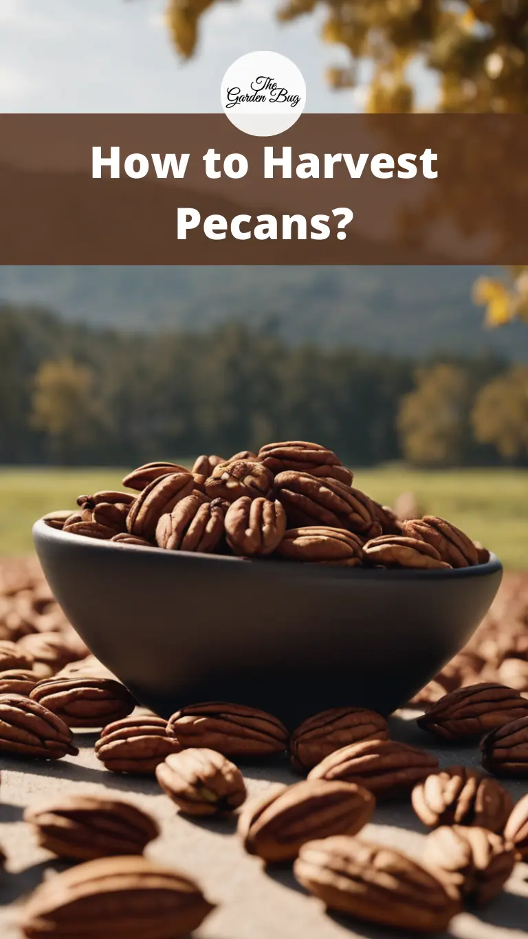 How to Harvest Pecans?