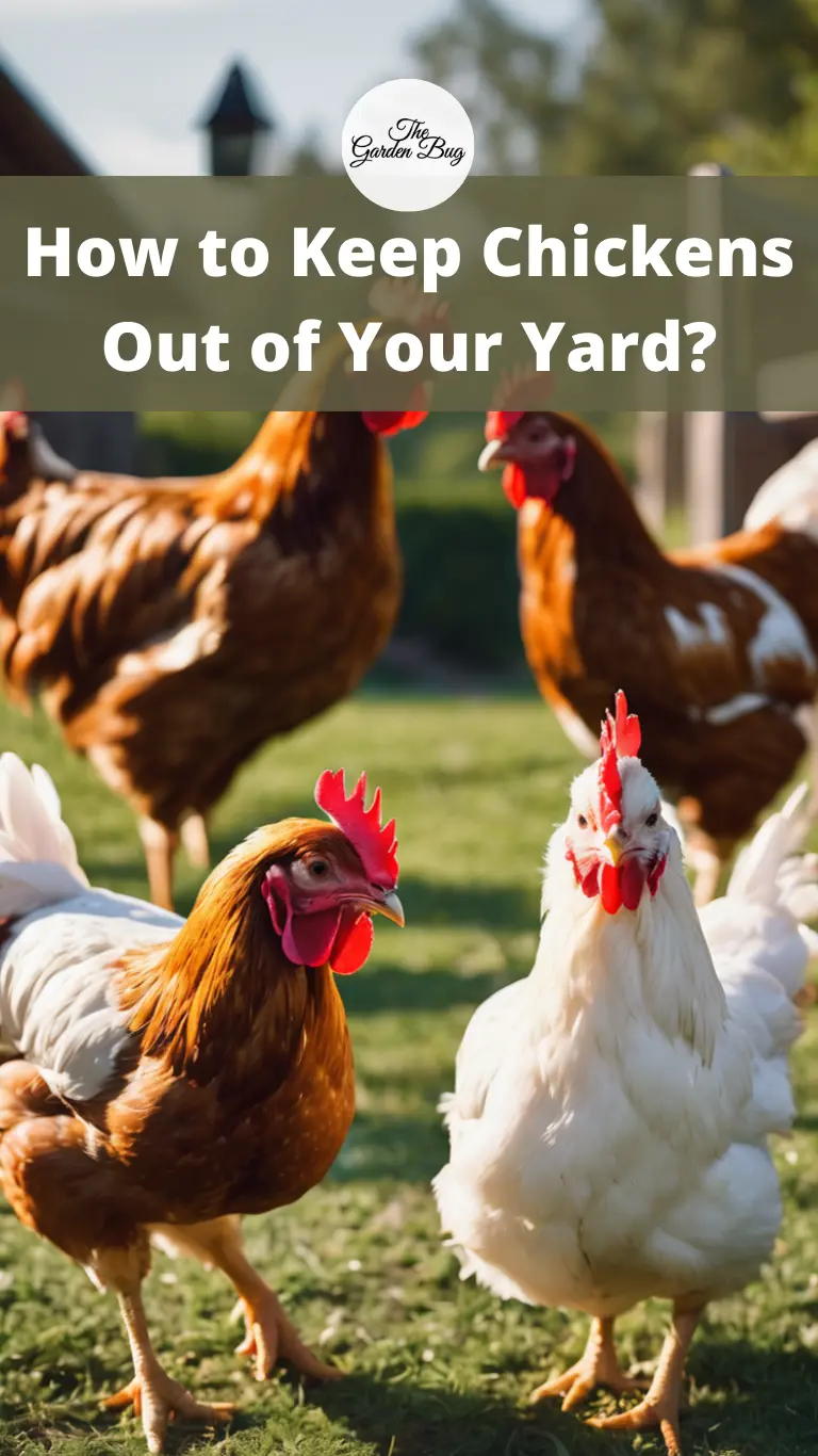 How to Keep Chickens Out of Your Yard?