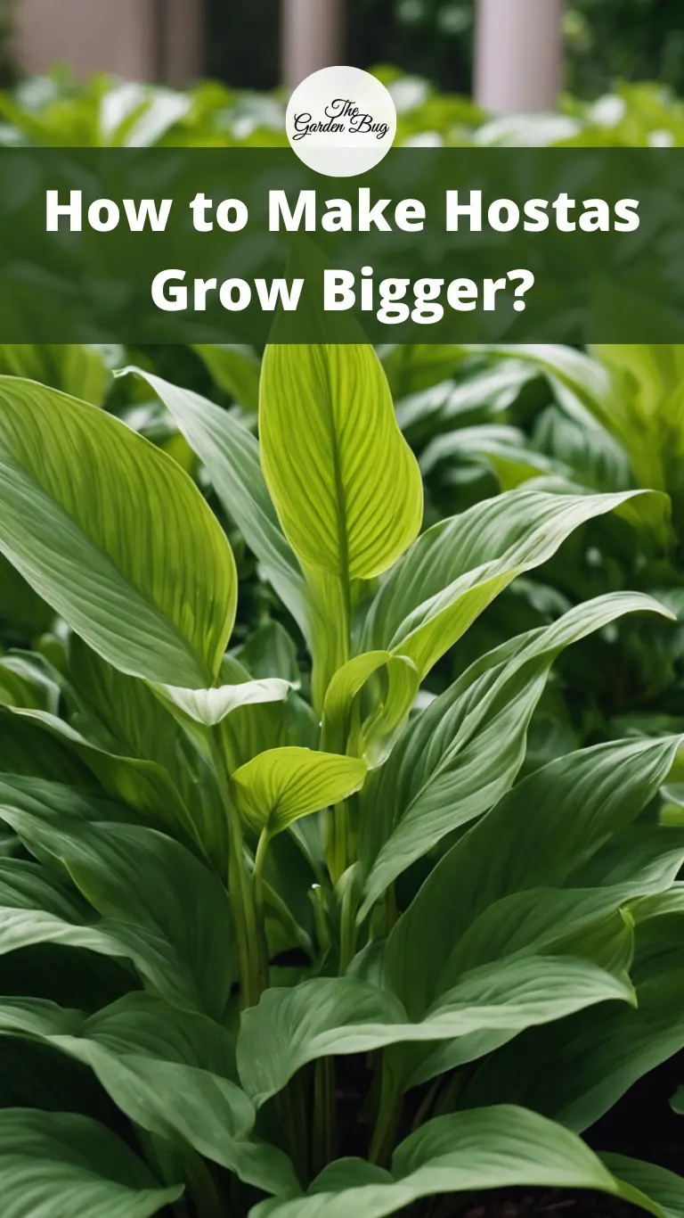 How to Make Hostas Grow Bigger?
