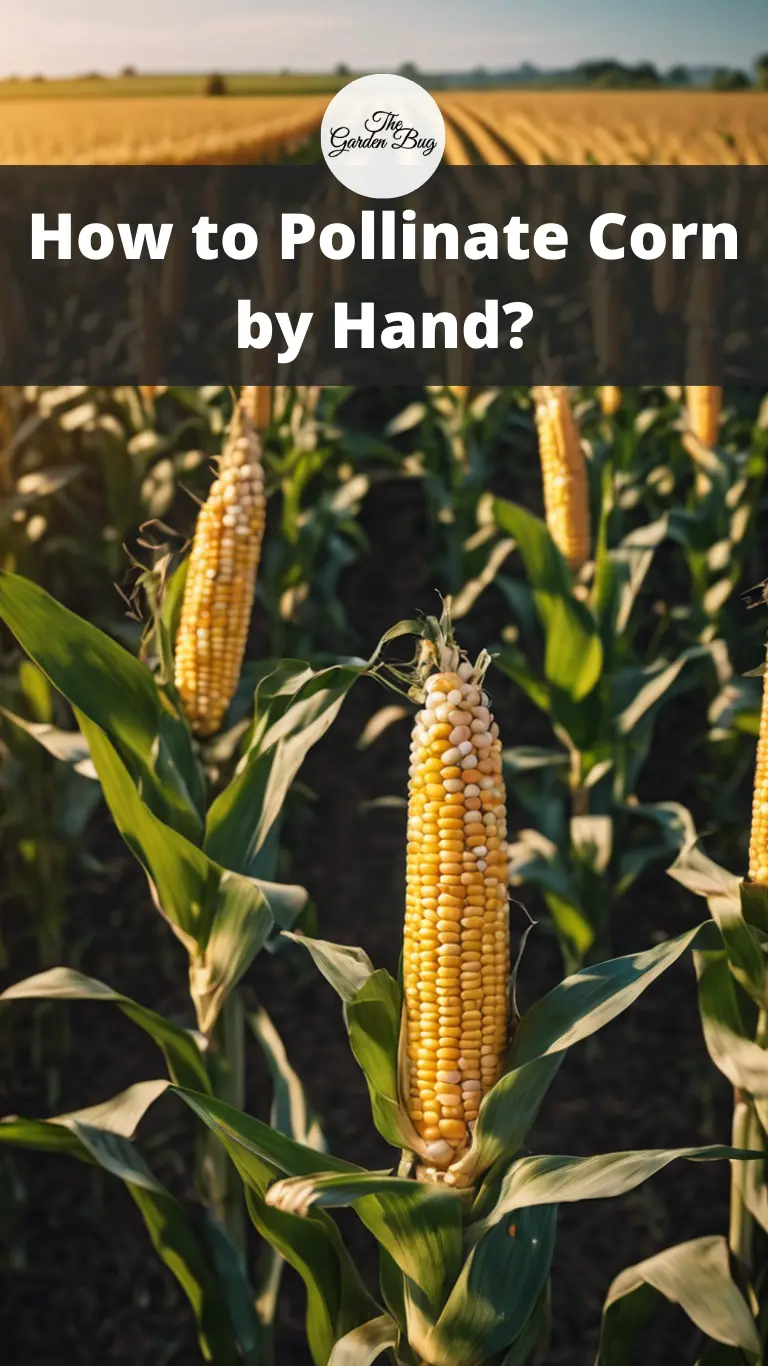 How to Pollinate Corn by Hand?