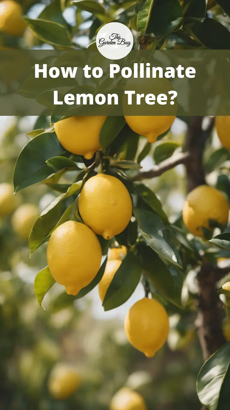 How to Pollinate Lemon Tree?