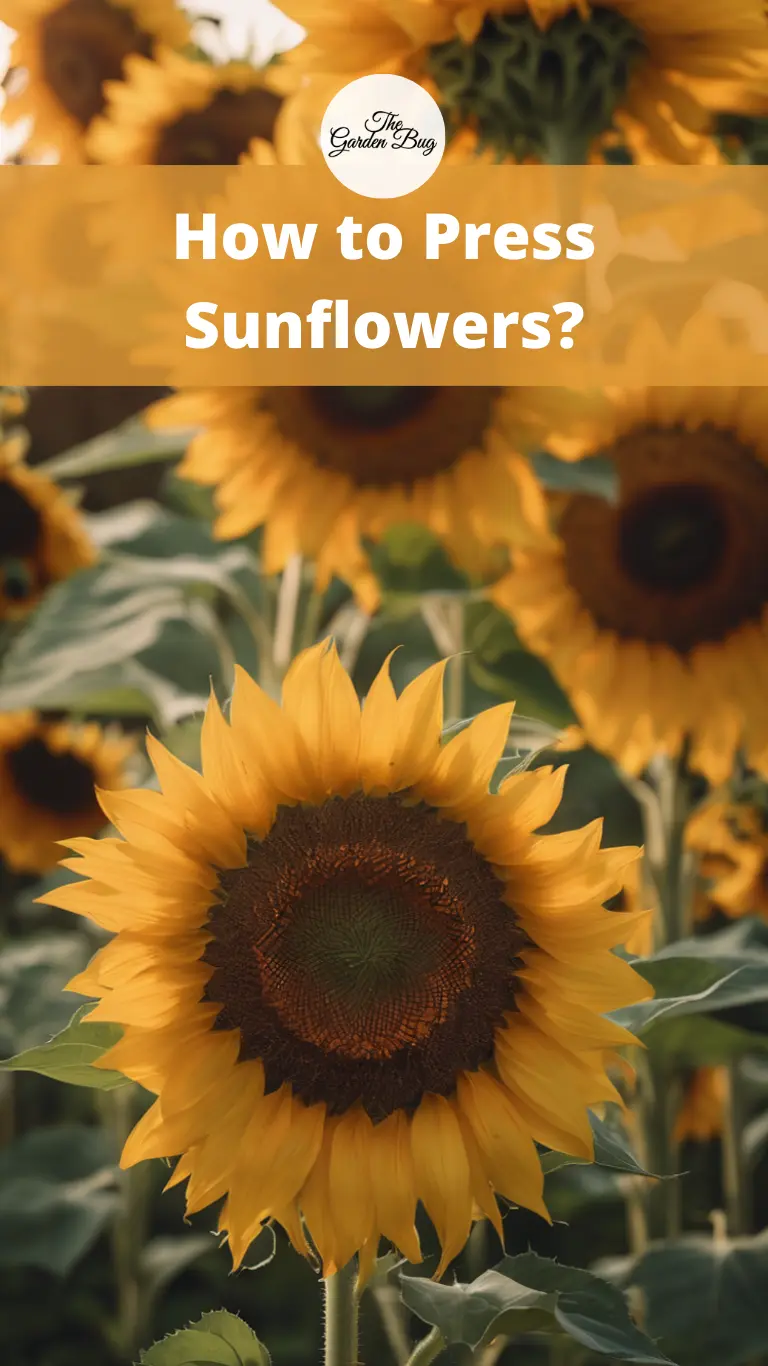 How to Press Sunflowers?