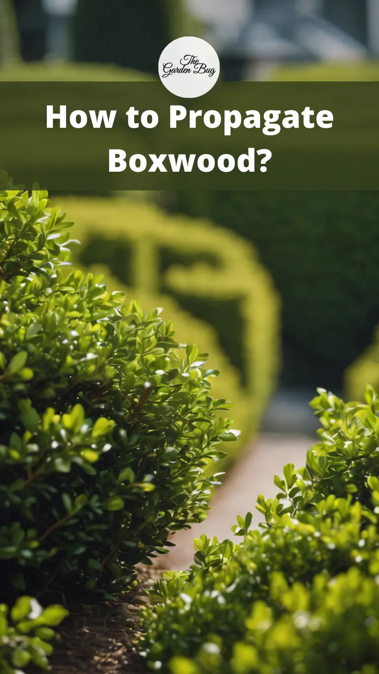 How to Propagate Boxwood?