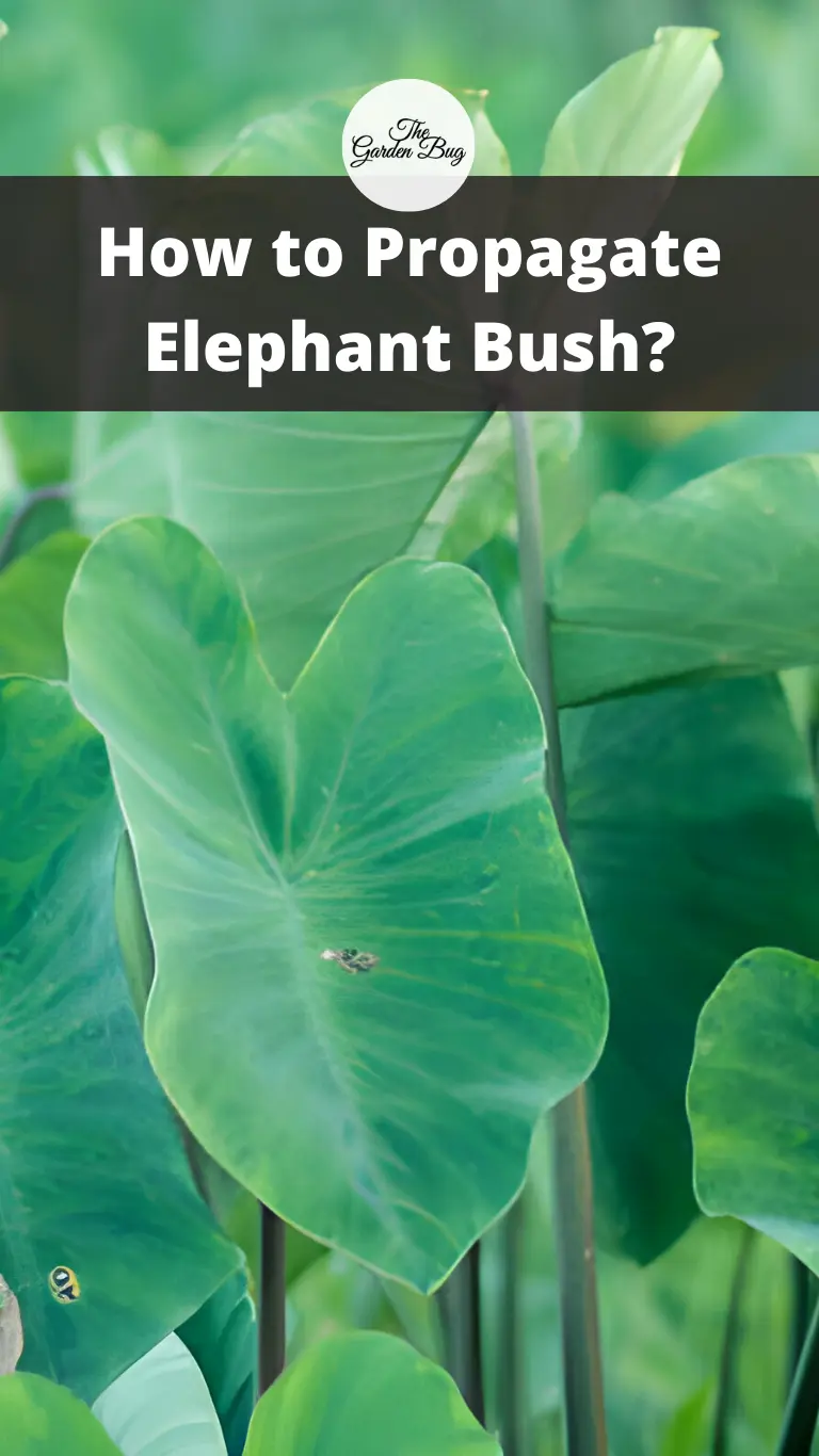 How to Propagate Elephant Bush?