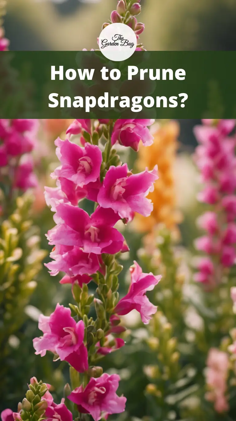 How to Prune Snapdragons?