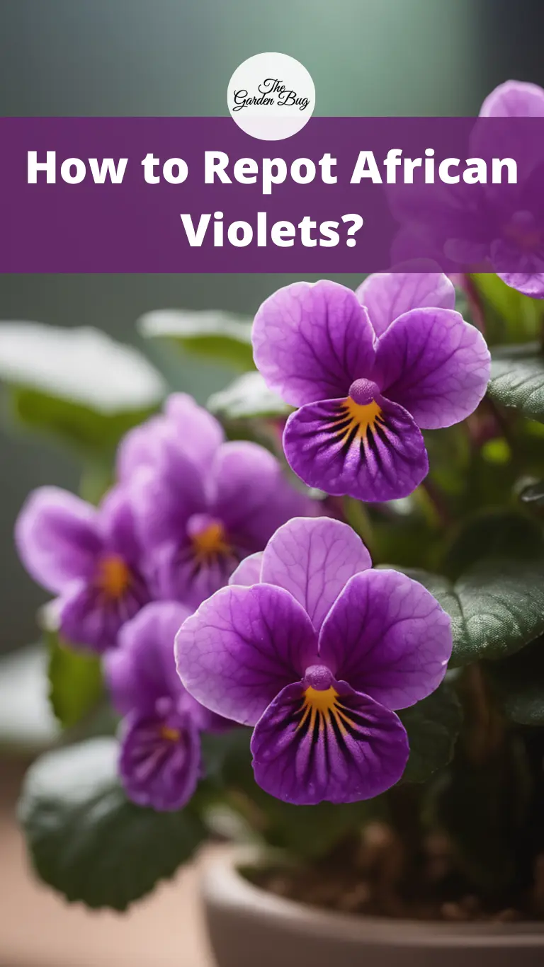 How to Repot African Violets?
