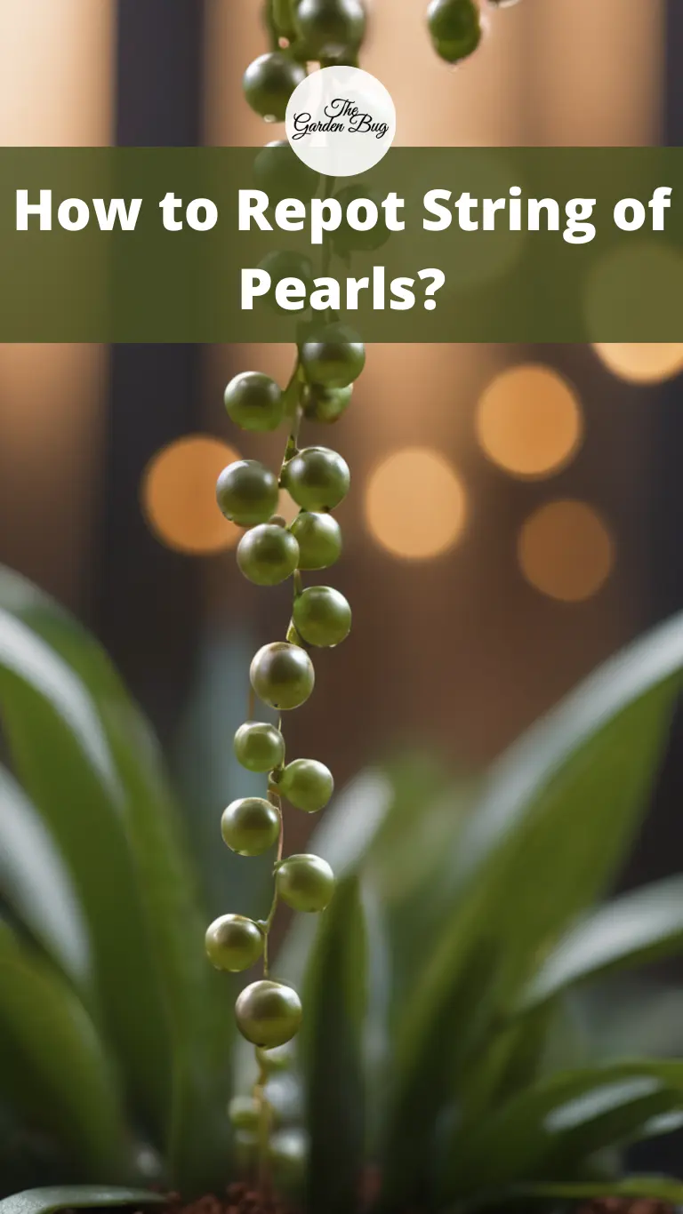 How to Repot String of Pearls?