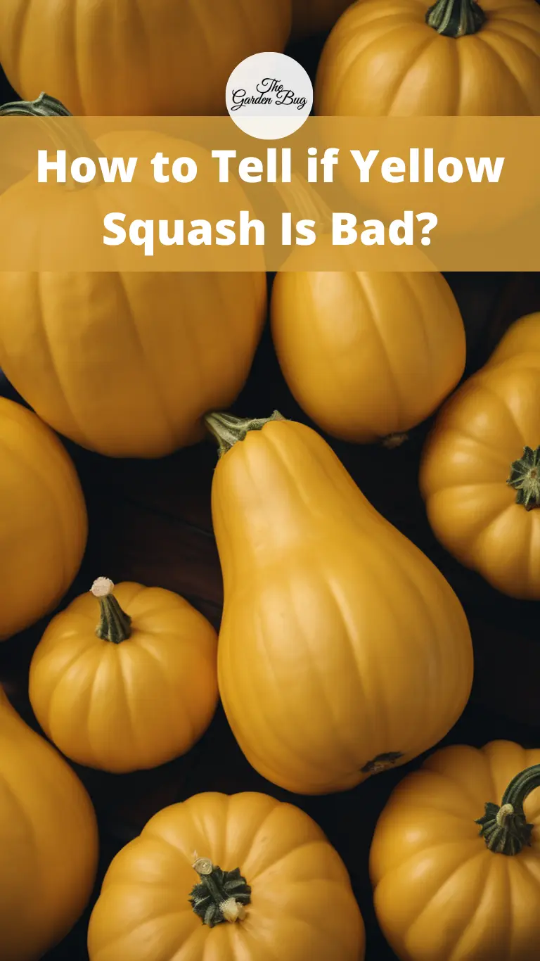 How to Tell if Yellow Squash Is Bad?