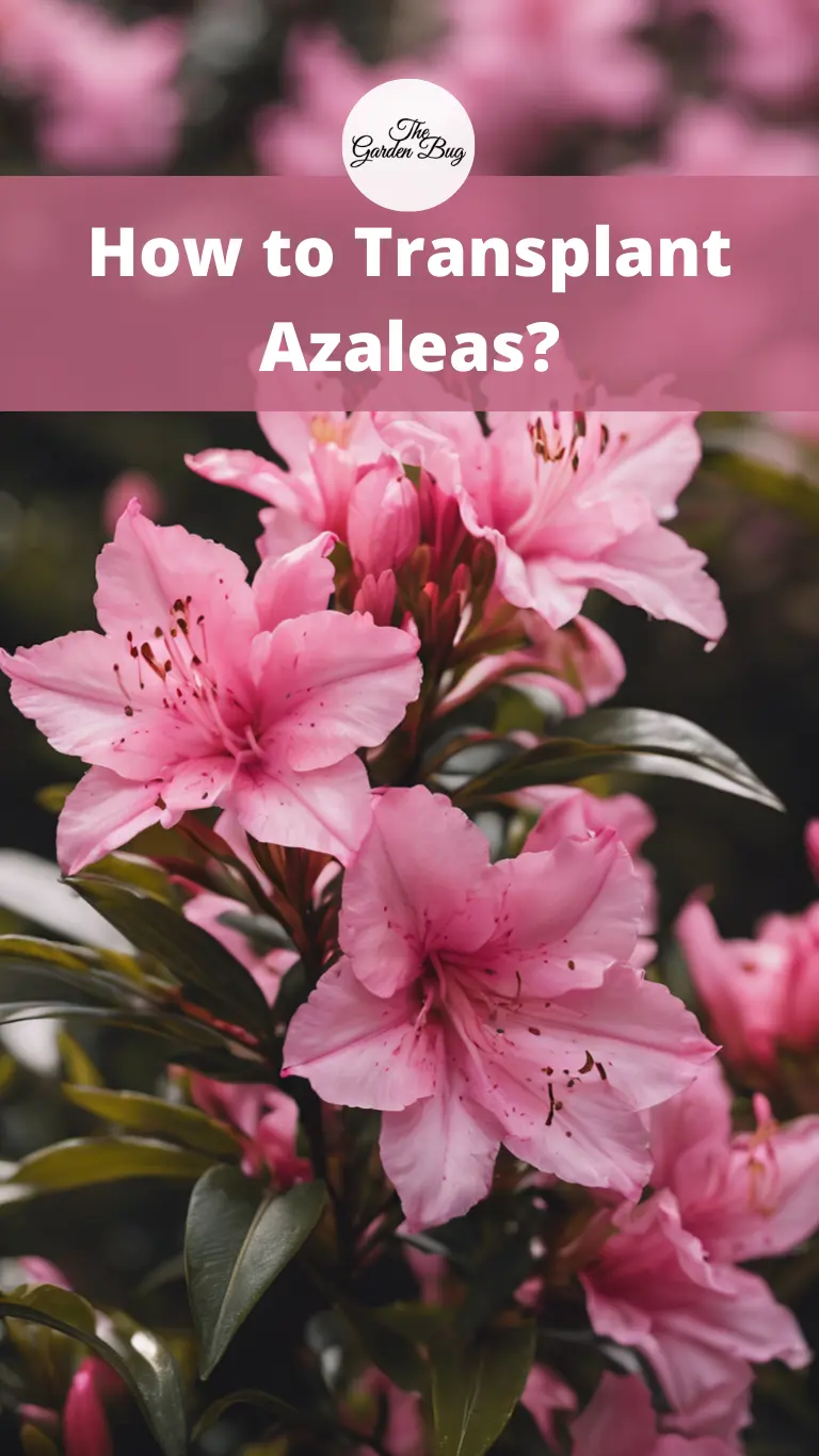 How to Transplant Azaleas?