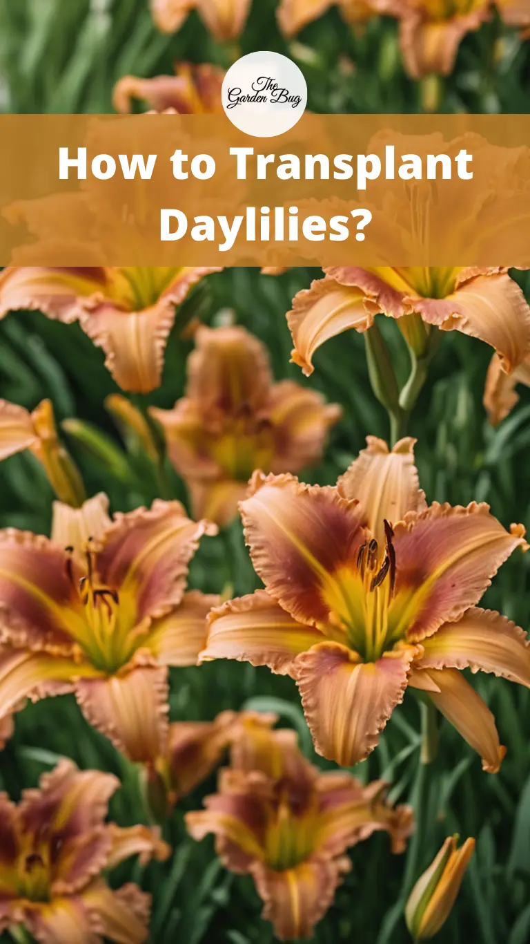 How to Transplant Daylilies?