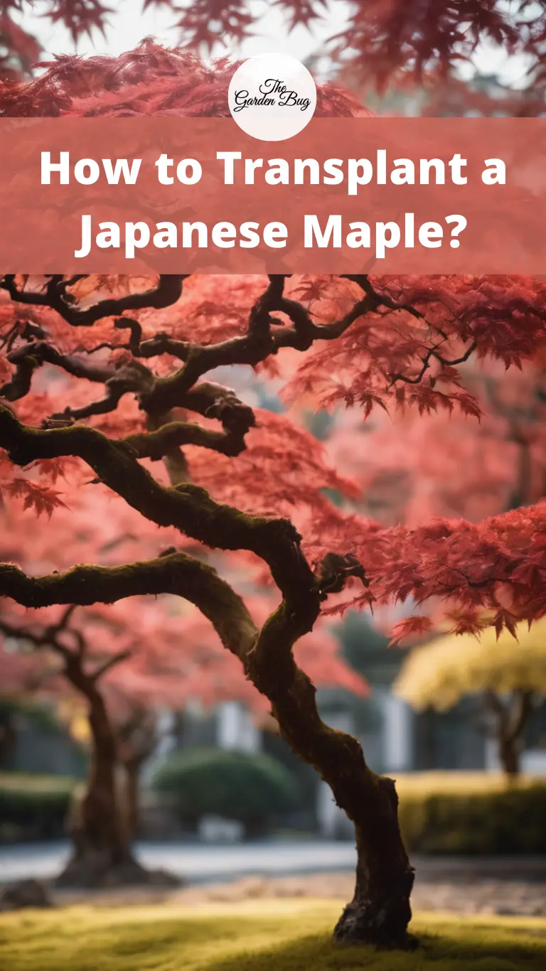 How to Transplant a Japanese Maple?
