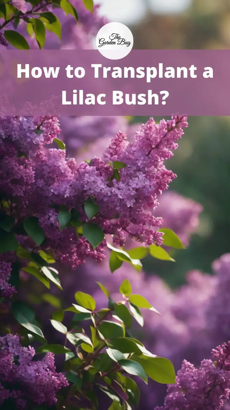 How to Transplant a Lilac Bush?