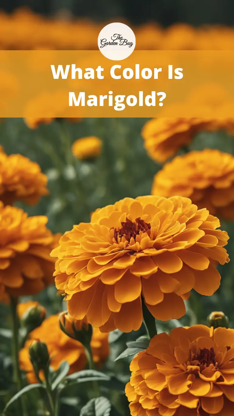 What Color Is Marigold?