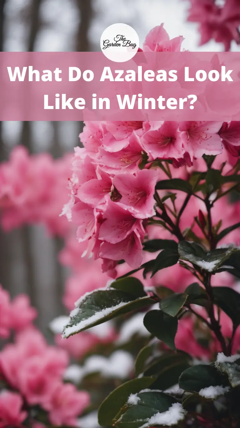 What Do Azaleas Look Like in Winter?