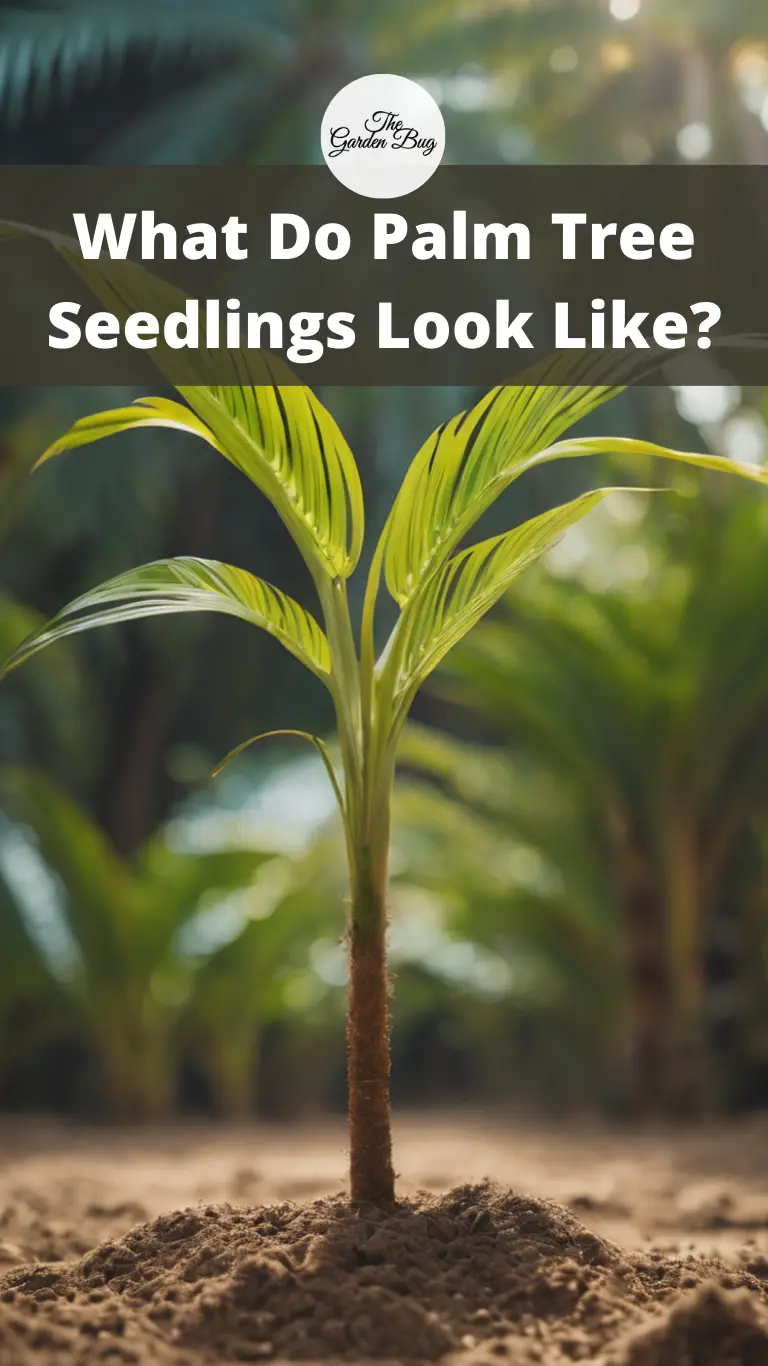 What Do Palm Tree Seedlings Look Like?