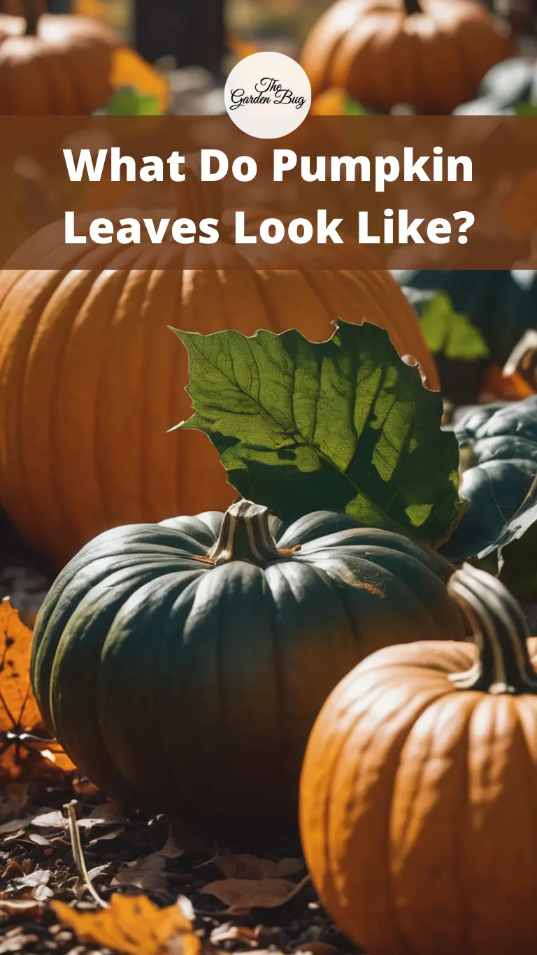 What Do Pumpkin Leaves Look Like?