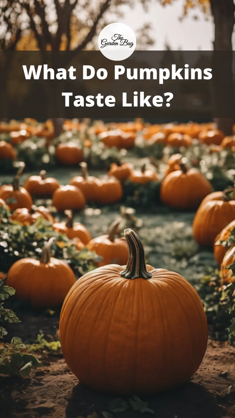 What Do Pumpkins Taste Like?
