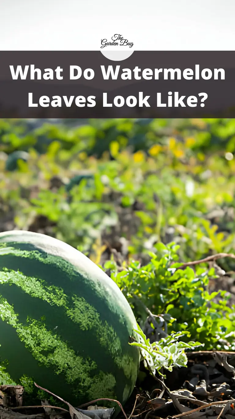 What Do Watermelon Leaves Look Like?