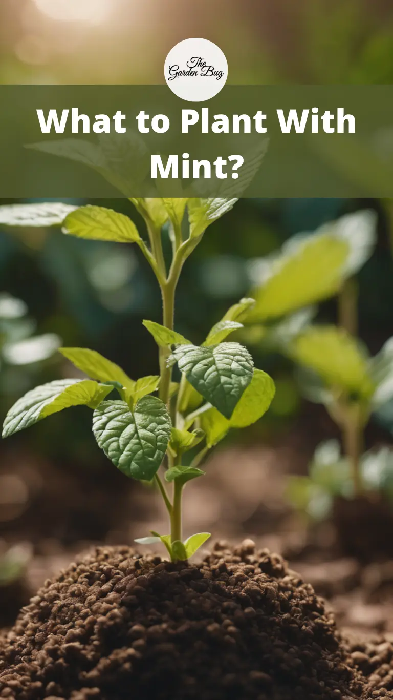 What to Plant With Mint?