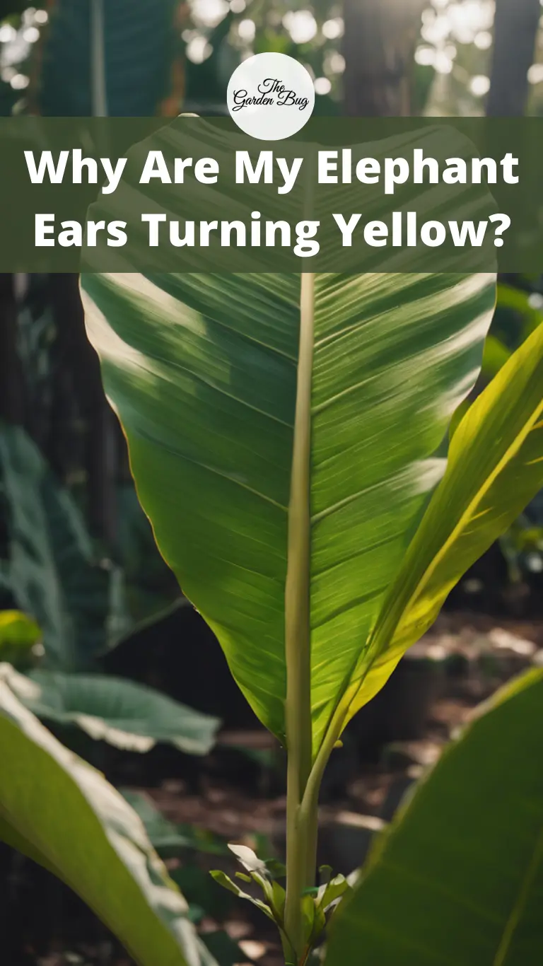 Why Are My Elephant Ears Turning Yellow?