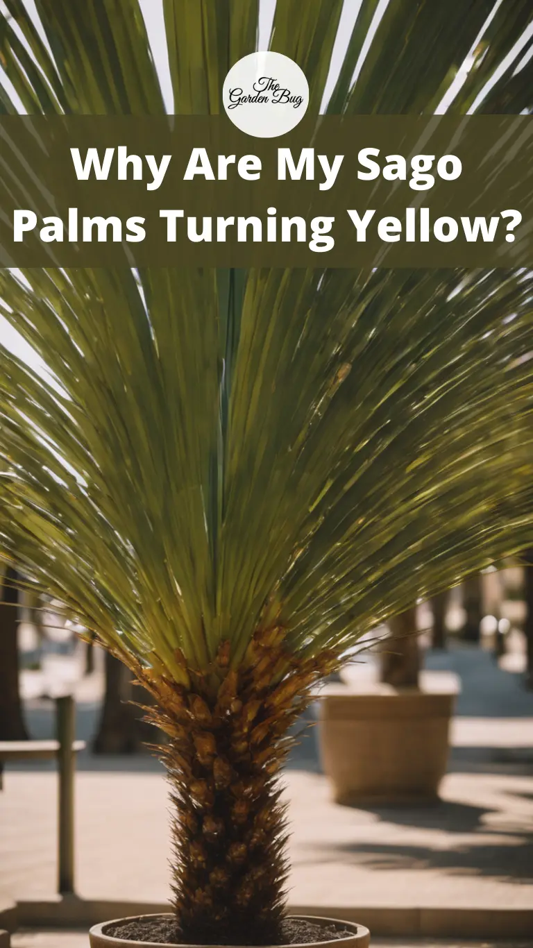 Why Are My Sago Palms Turning Yellow?