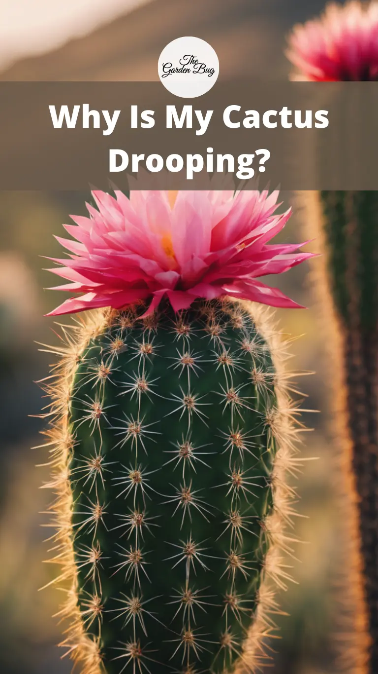 Why Is My Cactus Drooping?