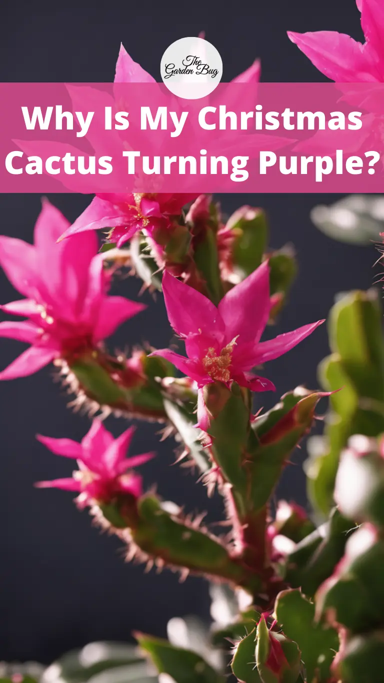 Why Is My Christmas Cactus Turning Purple?